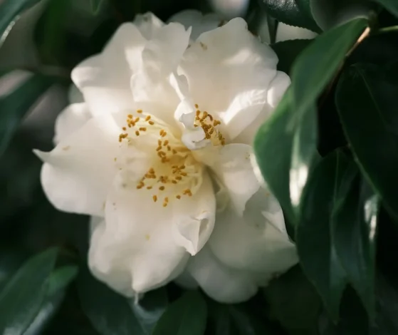 White flower blooming among dark green leaves.